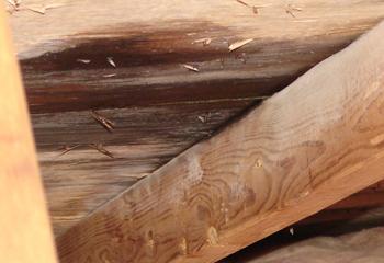 Wisdom Roofing Images