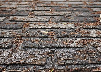 Wisdom Roofing Images
